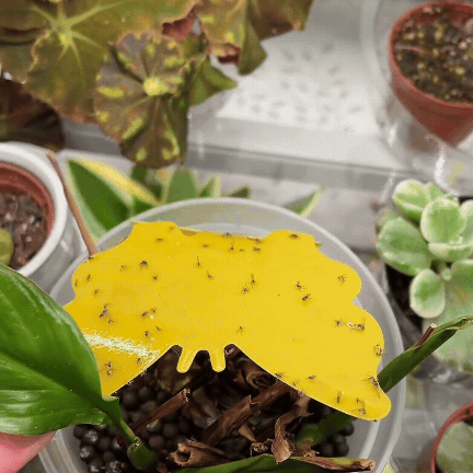 EkoPułapka na owady